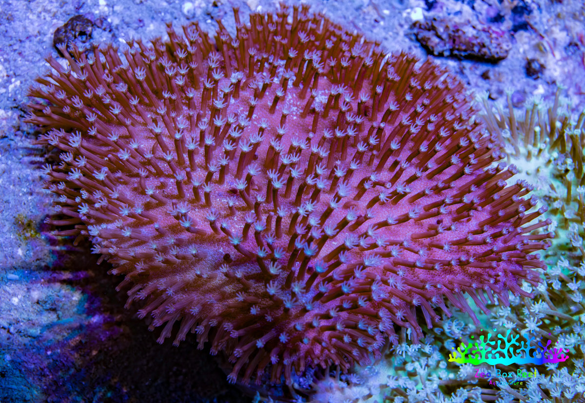 Pink Long Polyp Leather Coral WYSIWYG 8cm Pink Long Polyp Leather Coral WYSIWYG 8cm Soft Coral Pink Long Polyp Leather Coral WYSIWYG 8cm Zeo Box Reef
