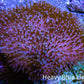 Pink Long Polyp Leather Coral WYSIWYG 8cm Pink Long Polyp Leather Coral WYSIWYG 8cm Soft Coral Pink Long Polyp Leather Coral WYSIWYG 8cm Zeo Box Reef
