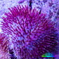 Pink Long Polyp Leather Coral, 5cm WYSIWYG M1B2 Pink Long Polyp Leather Coral, 5cm WYSIWYG M1B2 Soft Coral Pink Long Polyp Leather Coral, 5cm WYSIWYG M1B2 Zeo Box Reef