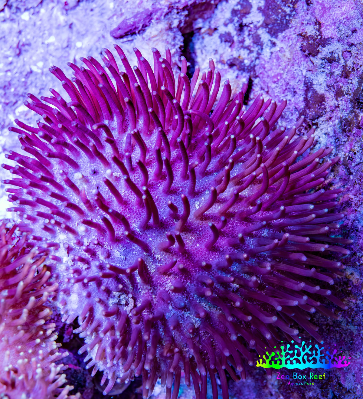 Pink Long Polyp Leather Coral, 5cm WYSIWYG M1B2 Pink Long Polyp Leather Coral, 5cm WYSIWYG M1B2 Soft Coral Pink Long Polyp Leather Coral, 5cm WYSIWYG M1B2 Zeo Box Reef