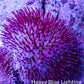 Pink Long Polyp Leather Coral, 5cm WYSIWYG M1B2 Pink Long Polyp Leather Coral, 5cm WYSIWYG M1B2 Soft Coral Pink Long Polyp Leather Coral, 5cm WYSIWYG M1B2 Zeo Box Reef