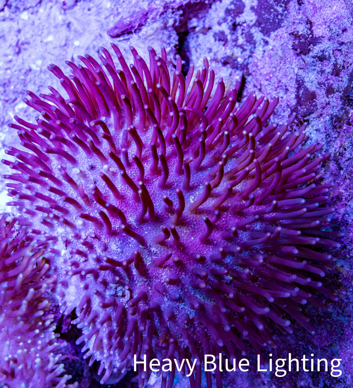 Pink Long Polyp Leather Coral, 5cm WYSIWYG M1B2 Pink Long Polyp Leather Coral, 5cm WYSIWYG M1B2 Soft Coral Pink Long Polyp Leather Coral, 5cm WYSIWYG M1B2 Zeo Box Reef