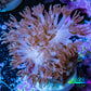 Pink Pulsing Xenia Coral  Frag (Copy) Pink Pulsing Xenia Coral  Frag (Copy) Soft Coral Pink Pulsing Xenia Coral  Frag (Copy) Zeo Box Reef