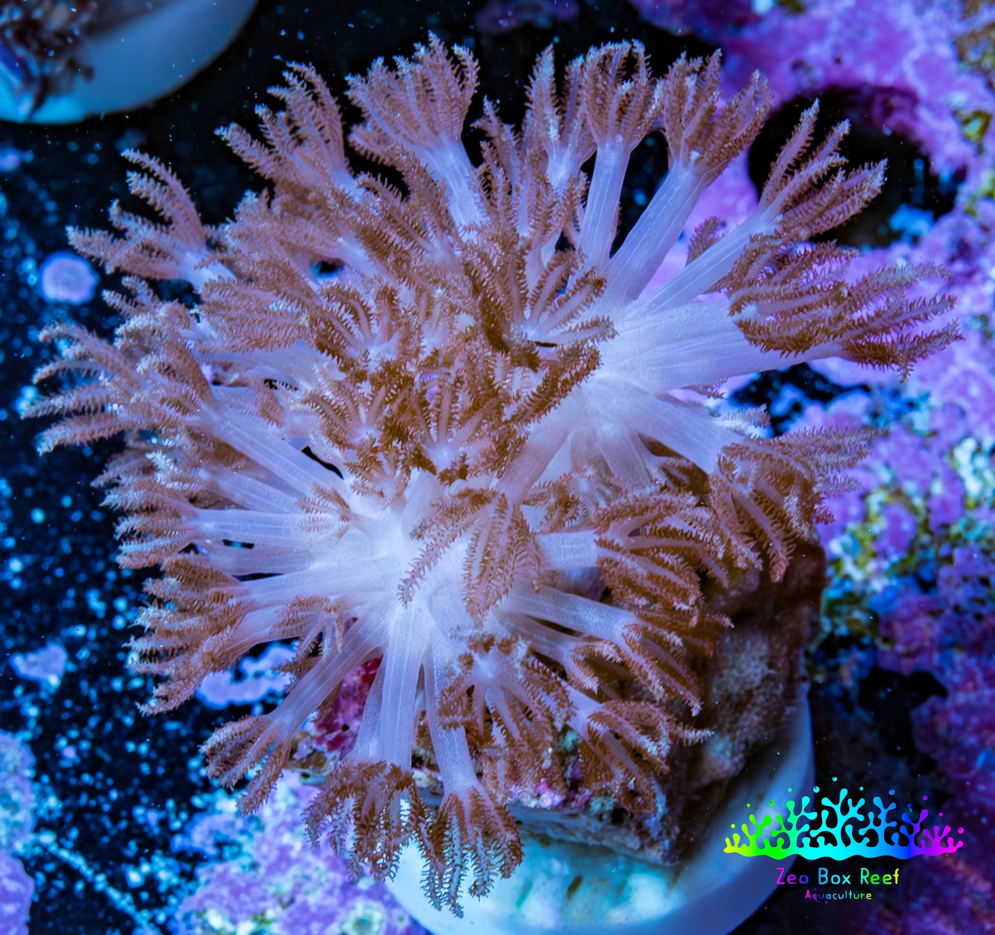Pink Pulsing Xenia Coral  Frag (Copy) Pink Pulsing Xenia Coral  Frag (Copy) Soft Coral Pink Pulsing Xenia Coral  Frag (Copy) Zeo Box Reef