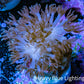Pink Pulsing Xenia Coral  Frag (Copy) Pink Pulsing Xenia Coral  Frag (Copy) Soft Coral Pink Pulsing Xenia Coral  Frag (Copy) Zeo Box Reef