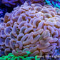 Pink Tip Hammer Coral WYSIWYG 11cm A3R5B1 Pink Tip Hammer Coral WYSIWYG 11cm A3R5B1 Aquarium Decor Pink Tip Hammer Coral WYSIWYG 11cm A3R5B1 Zeo Box Reef