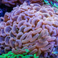 Pink Tip Hammer Coral WYSIWYG 11cm A3R5B1 Pink Tip Hammer Coral WYSIWYG 11cm A3R5B1 Aquarium Decor Pink Tip Hammer Coral WYSIWYG 11cm A3R5B1 Zeo Box Reef