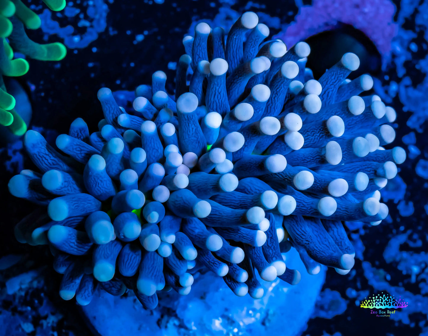 Pink Tip Purple Stem Toxic Green Base Torch Coral 5cm WYSIWYG Pink Tip Purple Stem Toxic Green Base Torch Coral 5cm WYSIWYG LPS Pink Tip Purple Stem Toxic Green Base Torch Coral 5cm WYSIWYG Zeo Box Reef