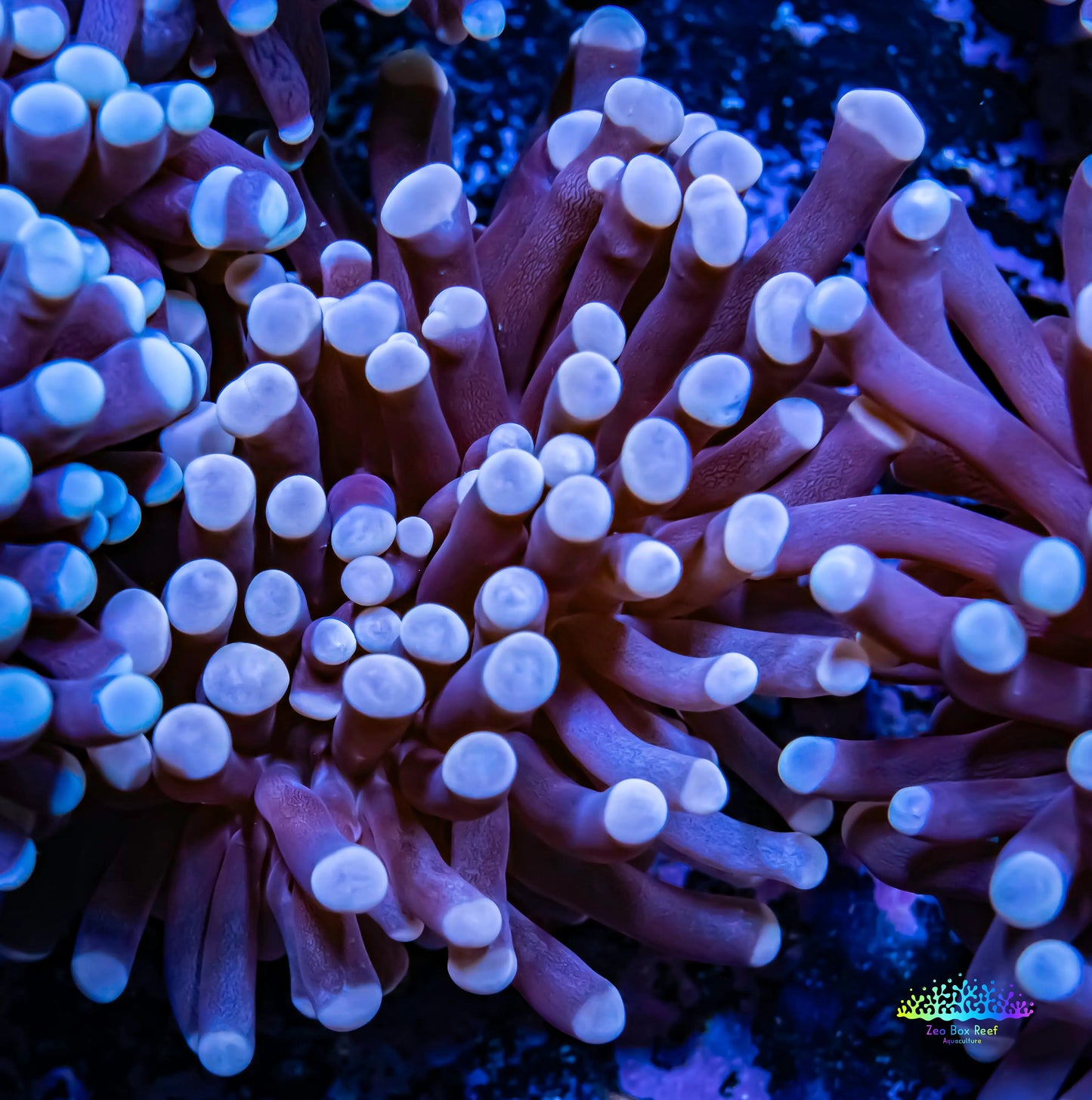 Pink Tip Torch Coral 6cm WYSIWYG Pink Tip Torch Coral 6cm WYSIWYG LPS Pink Tip Torch Coral 6cm WYSIWYG Zeo Box Reef