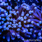 Pink Tip Torch Coral 6cm WYSIWYG Pink Tip Torch Coral 6cm WYSIWYG LPS Pink Tip Torch Coral 6cm WYSIWYG Zeo Box Reef