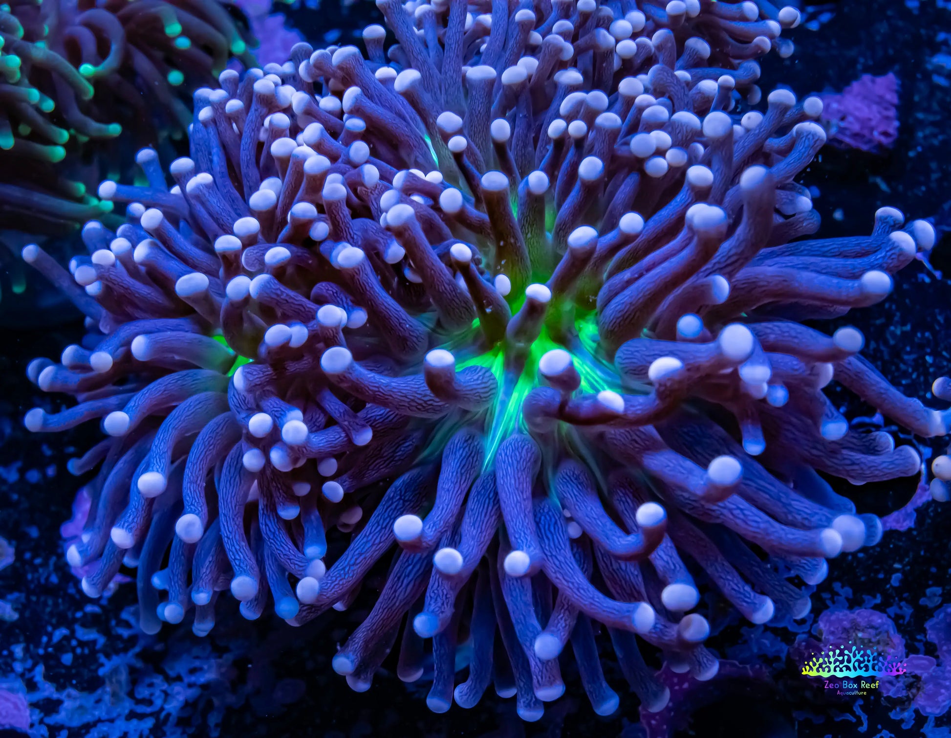 Pink Tip Toxic Joker Torch Coral Nano WYSIWYG  7cm B5R2B1 Pink Tip Toxic Joker Torch Coral Nano WYSIWYG  7cm B5R2B1 LPS Pink Tip Toxic Joker Torch Coral Nano WYSIWYG  7cm B5R2B1 Zeo Box Reef