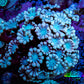 Pink & Blue Alveopora Coral Frag A2 Pink & Blue Alveopora Coral Frag A2 Animals & Pet Supplies Pink & Blue Alveopora Coral Frag A2 Zeo Box Reef