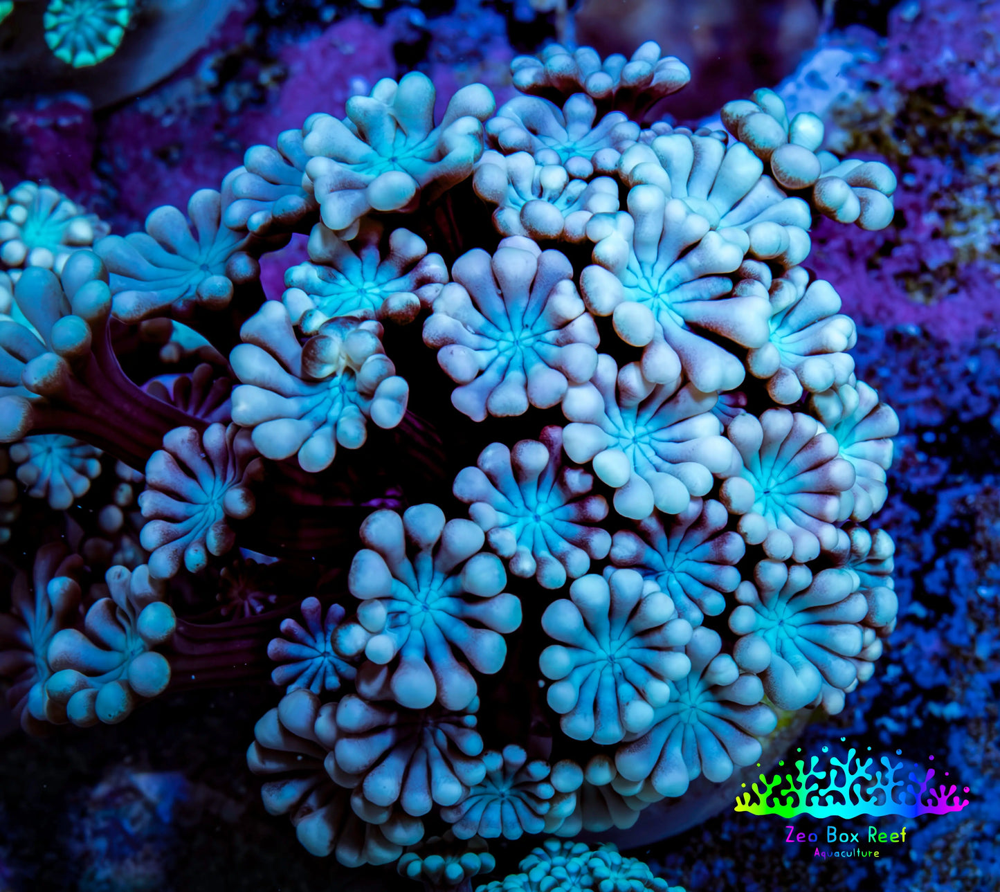 Pink & Blue Alveopora Coral Frag A2 Pink & Blue Alveopora Coral Frag A2 Animals & Pet Supplies Pink & Blue Alveopora Coral Frag A2 Zeo Box Reef