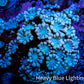 Pink & Blue Alveopora Coral Frag A2 Pink & Blue Alveopora Coral Frag A2 Animals & Pet Supplies Pink & Blue Alveopora Coral Frag A2 Zeo Box Reef