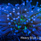 Plate Coral- Ultra Heliofungia Coral  10cm WYSIWYG Plate Coral- Ultra Heliofungia Coral  10cm WYSIWYG LPS Plate Coral- Ultra Heliofungia Coral  10cm WYSIWYG Zeo Box Reef