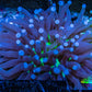 Plate Coral- Ultra Heliofungia Coral  10cm WYSIWYG Plate Coral- Ultra Heliofungia Coral  10cm WYSIWYG LPS Plate Coral- Ultra Heliofungia Coral  10cm WYSIWYG Zeo Box Reef
