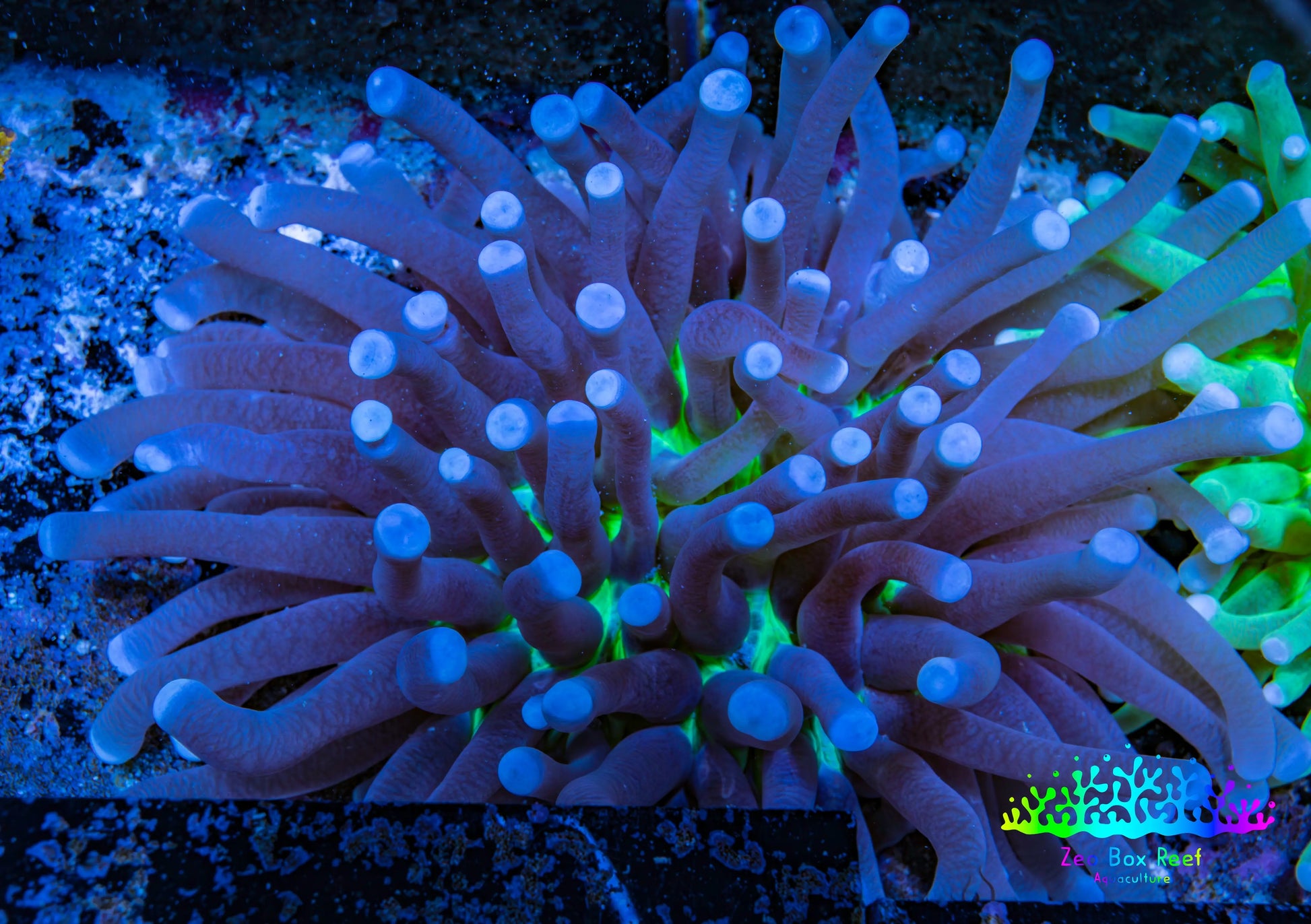 Plate Coral- Ultra Heliofungia Coral  10cm WYSIWYG Plate Coral- Ultra Heliofungia Coral  10cm WYSIWYG LPS Plate Coral- Ultra Heliofungia Coral  10cm WYSIWYG Zeo Box Reef