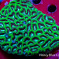 Platygyra Coral--7cm WYSIWYG Platygyra Coral--7cm WYSIWYG Aquarium Decor Platygyra Coral--7cm WYSIWYG Zeo Box Reef