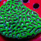 Platygyra Coral--7cm WYSIWYG Platygyra Coral--7cm WYSIWYG Aquarium Decor Platygyra Coral--7cm WYSIWYG Zeo Box Reef