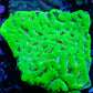 Platygyra Coral--6cm WYSIWYG Platygyra Coral--6cm WYSIWYG Aquarium Decor Platygyra Coral--6cm WYSIWYG Zeo Box Reef