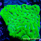 Platygyra Coral--6cm WYSIWYG Platygyra Coral--6cm WYSIWYG Aquarium Decor Platygyra Coral--6cm WYSIWYG Zeo Box Reef