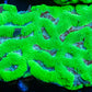 Platygyra Coral--6cm WYSIWYG Platygyra Coral--6cm WYSIWYG Aquarium Decor Platygyra Coral--6cm WYSIWYG Zeo Box Reef