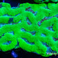 Platygyra Coral--6cm WYSIWYG Platygyra Coral--6cm WYSIWYG Aquarium Decor Platygyra Coral--6cm WYSIWYG Zeo Box Reef