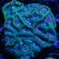 Platygyra Coral--6cm WYSIWYG Platygyra Coral--6cm WYSIWYG Aquarium Decor Platygyra Coral--6cm WYSIWYG Zeo Box Reef