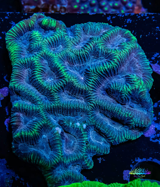 Platygyra Coral--6cm WYSIWYG Platygyra Coral--6cm WYSIWYG Aquarium Decor Platygyra Coral--6cm WYSIWYG Zeo Box Reef