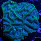 Platygyra Coral--6cm WYSIWYG Platygyra Coral--6cm WYSIWYG Aquarium Decor Platygyra Coral--6cm WYSIWYG Zeo Box Reef