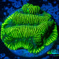 Platygyra Coral--Frag WYSIWYG Platygyra Coral--Frag WYSIWYG Aquarium Decor Platygyra Coral--Frag WYSIWYG Zeo Box Reef