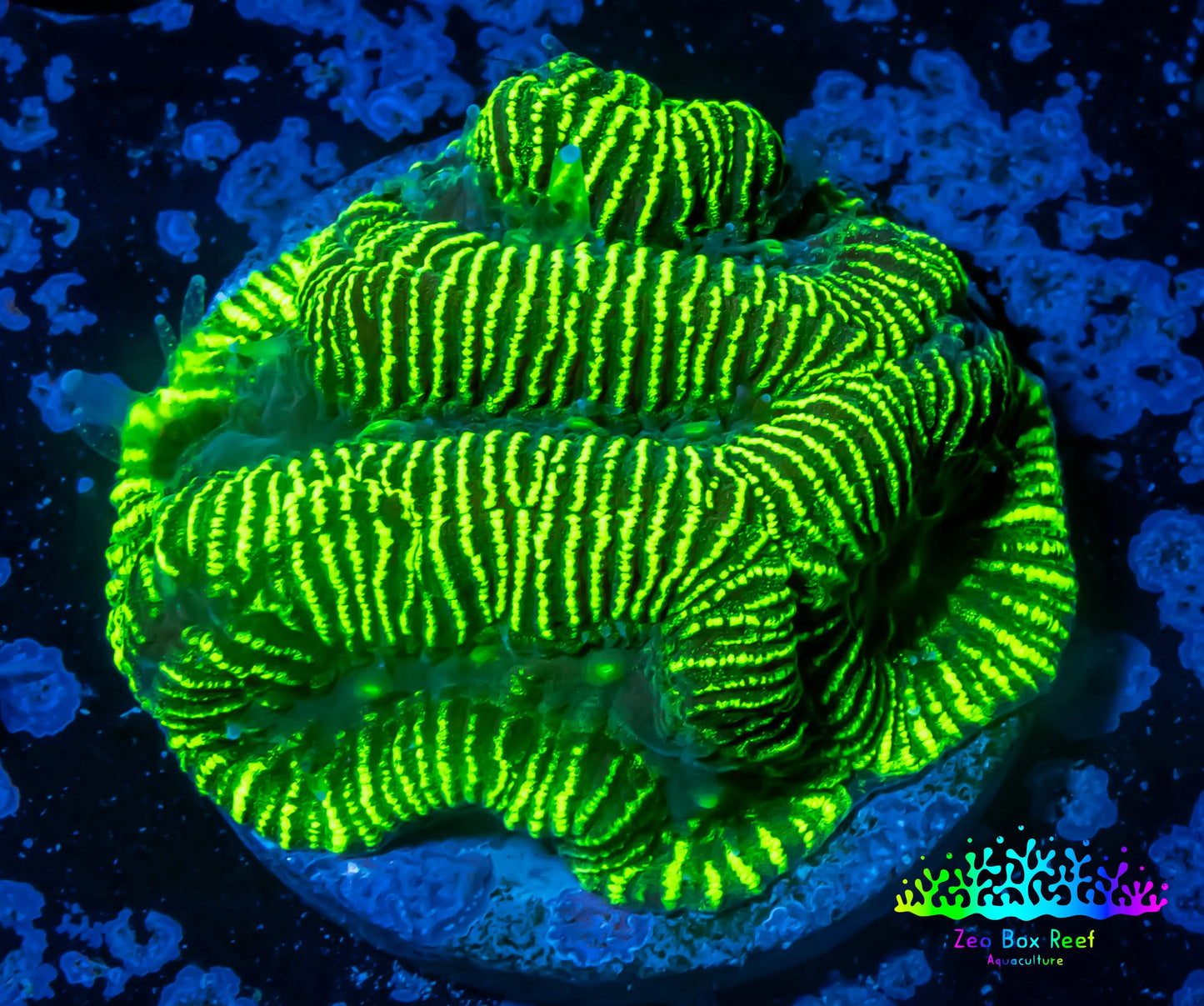 Platygyra Coral--Frag WYSIWYG Platygyra Coral--Frag WYSIWYG Aquarium Decor Platygyra Coral--Frag WYSIWYG Zeo Box Reef