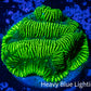 Platygyra Coral--Frag WYSIWYG Platygyra Coral--Frag WYSIWYG Aquarium Decor Platygyra Coral--Frag WYSIWYG Zeo Box Reef