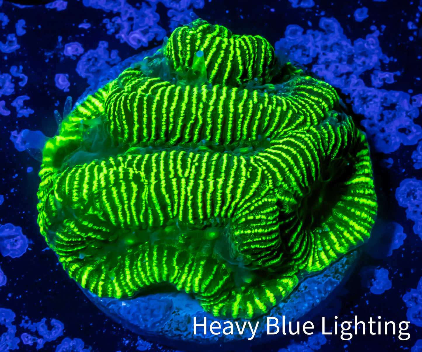 Platygyra Coral--Frag WYSIWYG Platygyra Coral--Frag WYSIWYG Aquarium Decor Platygyra Coral--Frag WYSIWYG Zeo Box Reef