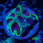 Platygyra Coral--Frag WYSIWYG Platygyra Coral--Frag WYSIWYG Aquarium Decor Platygyra Coral--Frag WYSIWYG Zeo Box Reef