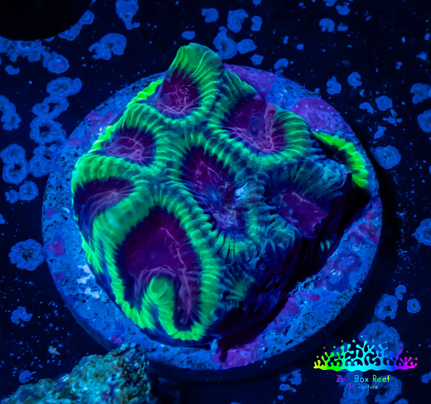 Platygyra Coral--Frag WYSIWYG Platygyra Coral--Frag WYSIWYG Aquarium Decor Platygyra Coral--Frag WYSIWYG Zeo Box Reef