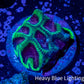 Platygyra Coral--Frag WYSIWYG Platygyra Coral--Frag WYSIWYG Aquarium Decor Platygyra Coral--Frag WYSIWYG Zeo Box Reef