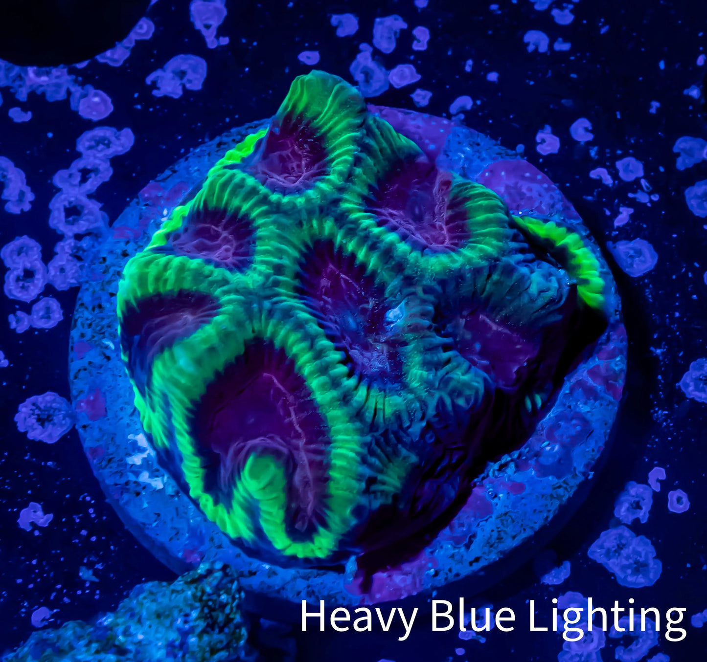 Platygyra Coral--Frag WYSIWYG Platygyra Coral--Frag WYSIWYG Aquarium Decor Platygyra Coral--Frag WYSIWYG Zeo Box Reef