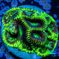 Platygyra Coral--Frag WYSIWYG Platygyra Coral--Frag WYSIWYG Aquarium Decor Platygyra Coral--Frag WYSIWYG Zeo Box Reef