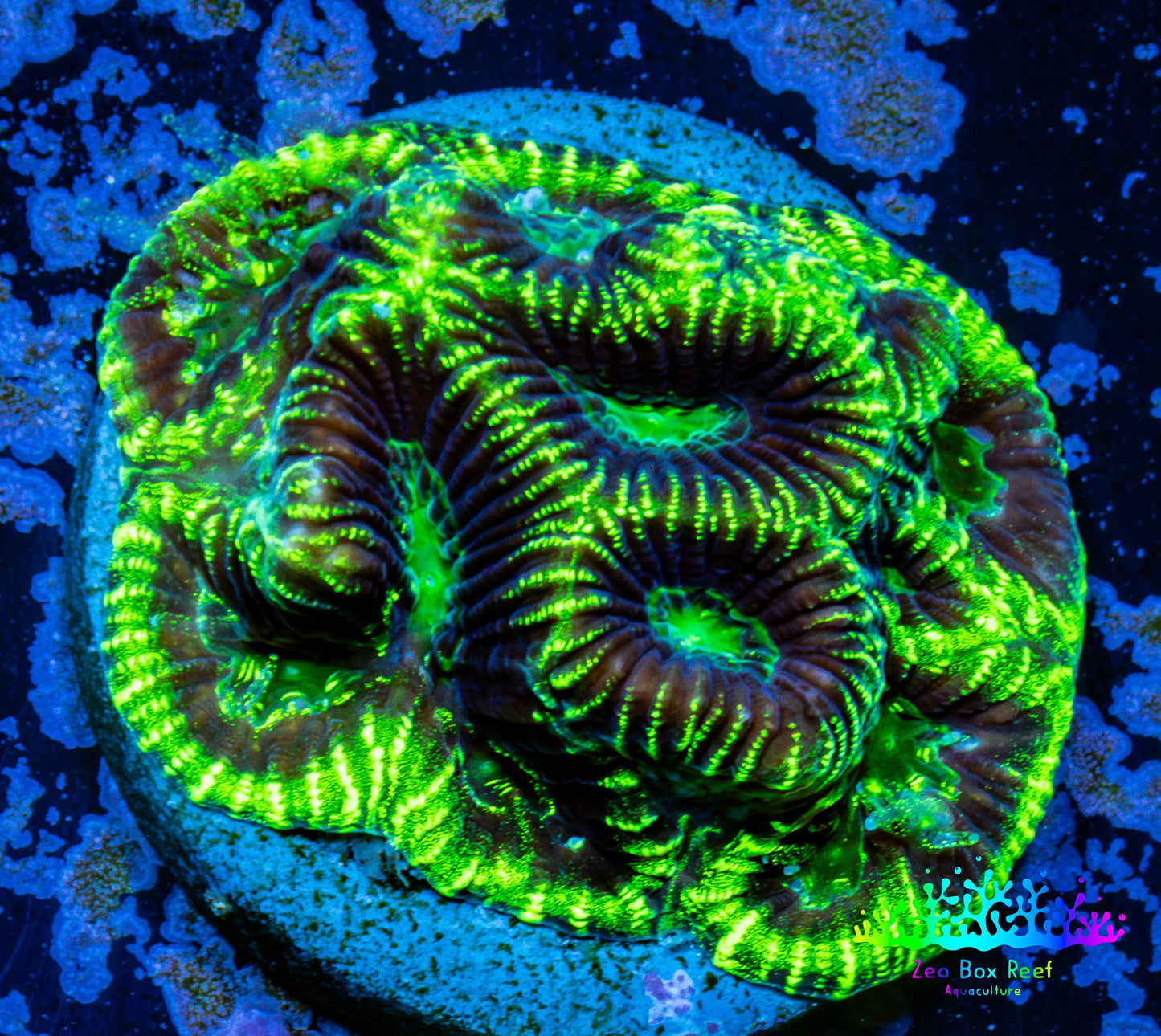 Platygyra Coral--Frag WYSIWYG Platygyra Coral--Frag WYSIWYG Aquarium Decor Platygyra Coral--Frag WYSIWYG Zeo Box Reef