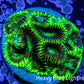 Platygyra Coral--Frag WYSIWYG Platygyra Coral--Frag WYSIWYG Aquarium Decor Platygyra Coral--Frag WYSIWYG Zeo Box Reef