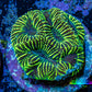 Platygyra Coral--Frag WYSIWYG Platygyra Coral--Frag WYSIWYG Aquarium Decor Platygyra Coral--Frag WYSIWYG Zeo Box Reef
