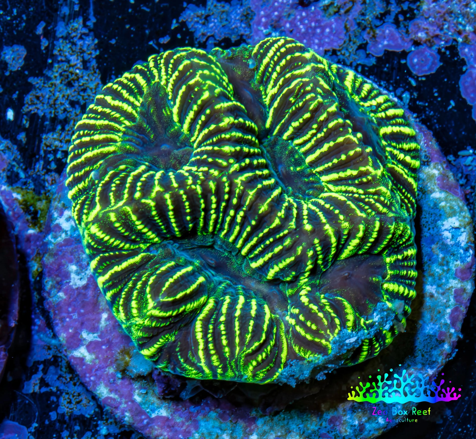 Platygyra Coral--Frag WYSIWYG Platygyra Coral--Frag WYSIWYG Aquarium Decor Platygyra Coral--Frag WYSIWYG Zeo Box Reef