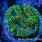 Platygyra Coral--Frag WYSIWYG Platygyra Coral--Frag WYSIWYG Aquarium Decor Platygyra Coral--Frag WYSIWYG Zeo Box Reef