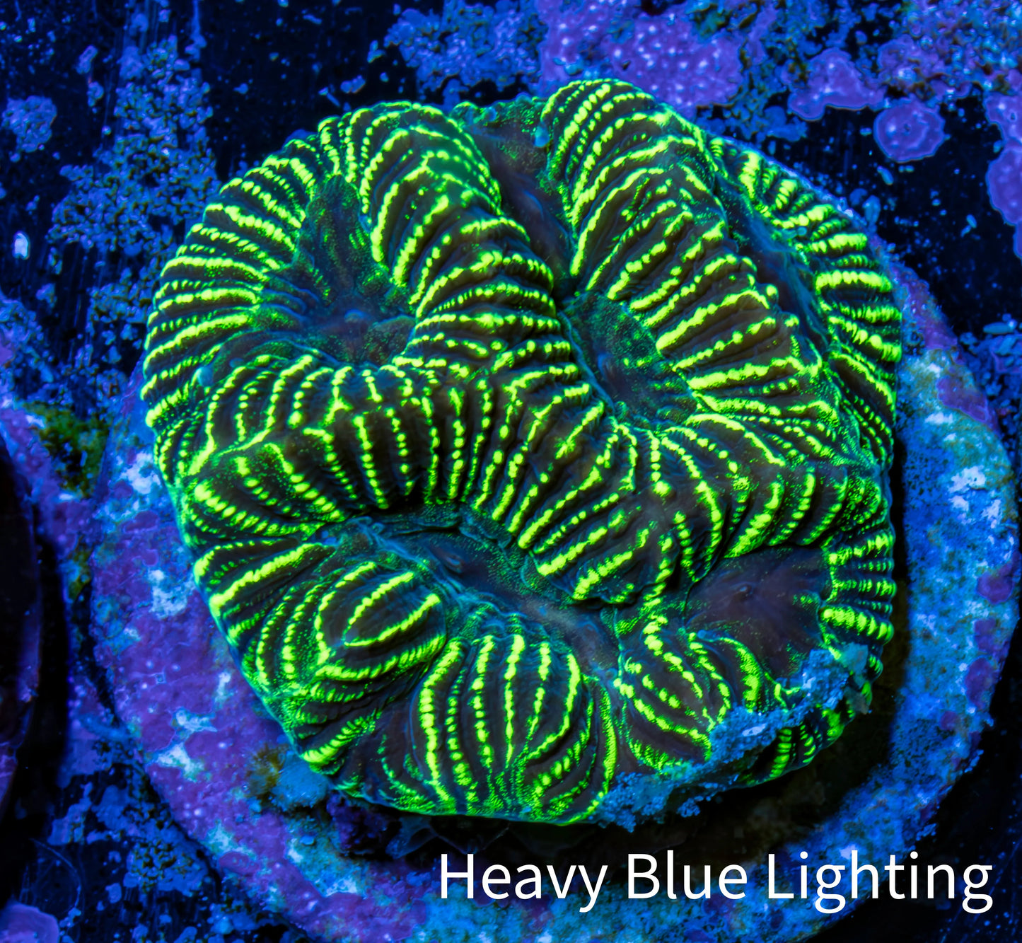 Platygyra Coral--Frag WYSIWYG Platygyra Coral--Frag WYSIWYG Aquarium Decor Platygyra Coral--Frag WYSIWYG Zeo Box Reef