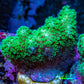 Pocilliopora Coral- Nuclear Green Pocci Frag Pocilliopora Coral- Nuclear Green Pocci Frag SPS Pocilliopora Coral- Nuclear Green Pocci Frag Zeo Box Reef