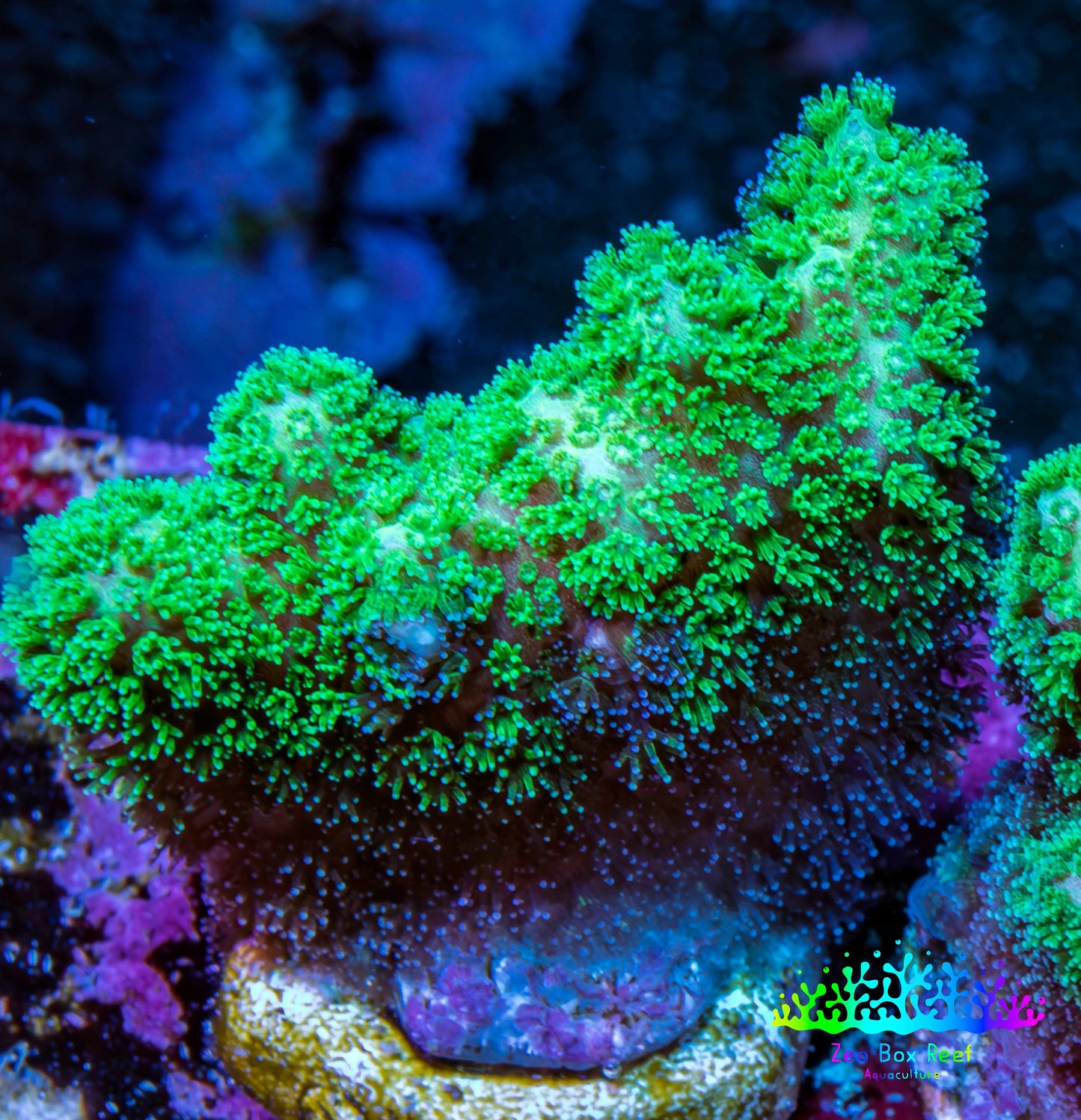 Pocilliopora Coral- Nuclear Green Pocci Frag Pocilliopora Coral- Nuclear Green Pocci Frag SPS Pocilliopora Coral- Nuclear Green Pocci Frag Zeo Box Reef