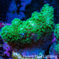 Pocilliopora Coral- Nuclear Green Pocci Frag Pocilliopora Coral- Nuclear Green Pocci Frag SPS Pocilliopora Coral- Nuclear Green Pocci Frag Zeo Box Reef