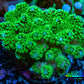 Pocilliopora Coral- Nuclear Green Pocci Frag Pocilliopora Coral- Nuclear Green Pocci Frag SPS Pocilliopora Coral- Nuclear Green Pocci Frag Zeo Box Reef