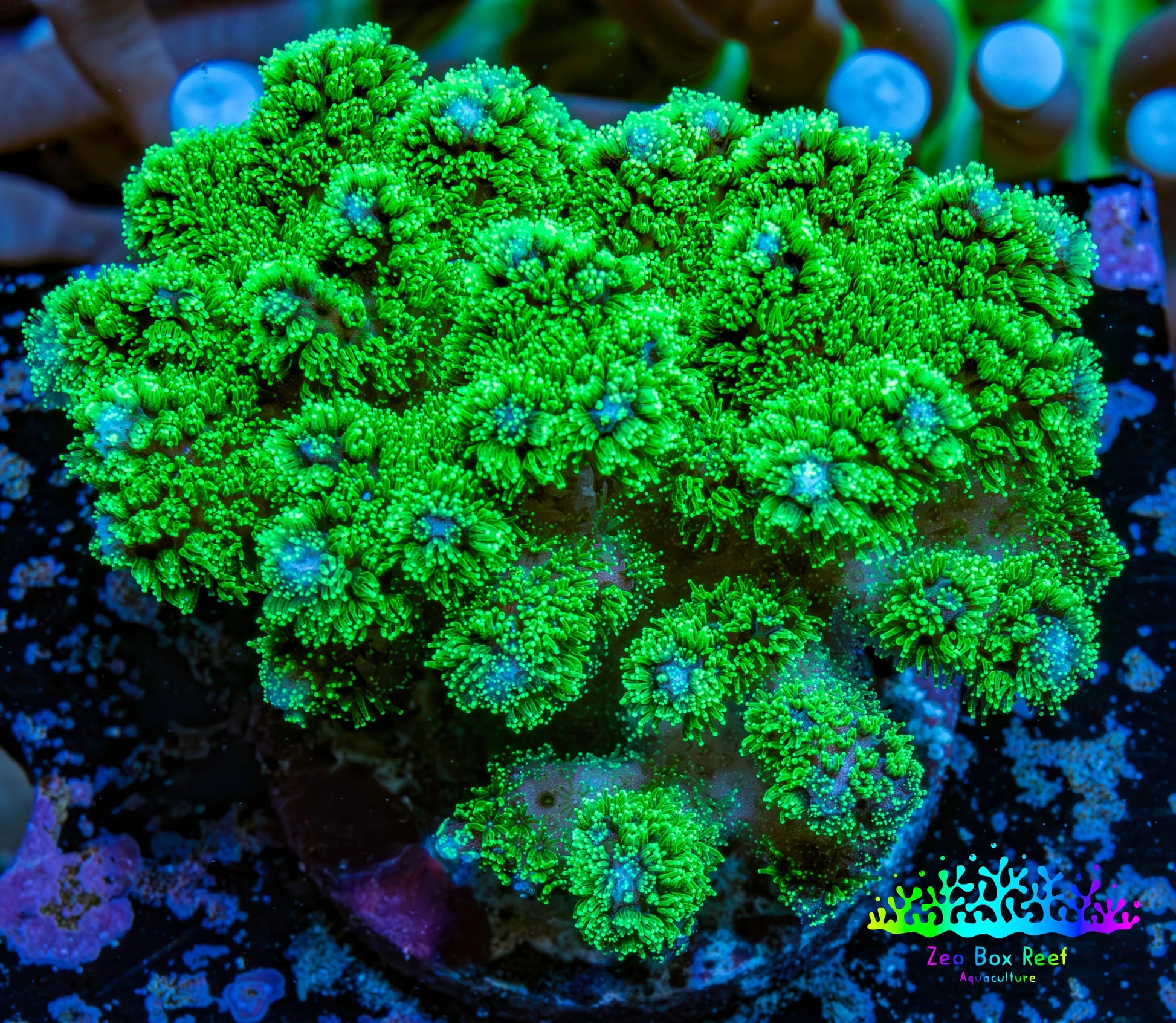 Pocilliopora Coral- Nuclear Green Pocci Frag Pocilliopora Coral- Nuclear Green Pocci Frag SPS Pocilliopora Coral- Nuclear Green Pocci Frag Zeo Box Reef
